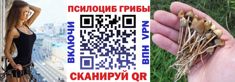 Галлюциногенные грибы Psilocybine cubensis  Узловая 